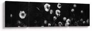 Obraz - Louka s cottongrass N⁰1 (170x50 cm)
