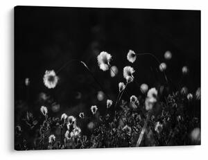 Obraz - Louka s cottongrass N⁰1 (70x50 cm)
