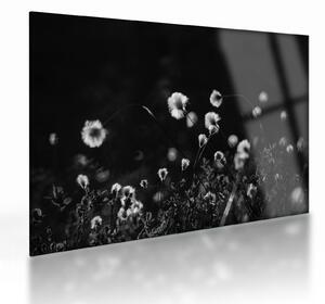 Skleněný obraz - Louka s cottongrass N⁰1 (70x50 cm)