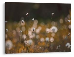 Obraz - Louka s cottongrass N⁰2 (70x50 cm)