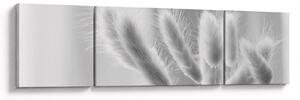 Obraz - Bunny tail grass (170x50 cm)