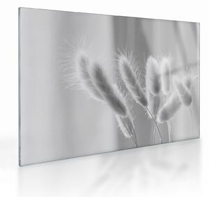 Skleněný obraz - Bunny tail grass (70x50 cm)