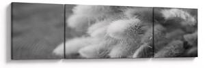 Obraz - Bunny tail grass na stole (170x50 cm)