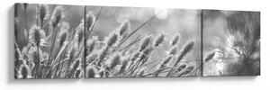 Obraz - Béžová soft grass N⁰1 (170x50 cm)