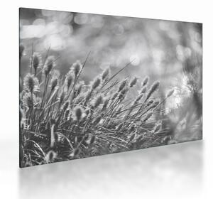 Skleněný obraz - Béžová soft grass N⁰1 (70x50 cm)