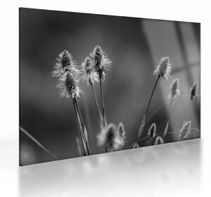 Skleněný obraz - Béžová soft grass N⁰2 (70x50 cm)