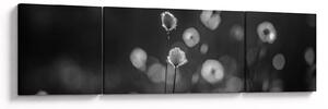 Obraz - Cottongrass na louce (170x50 cm)