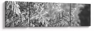 Obraz - Smrkový les (170x50 cm)