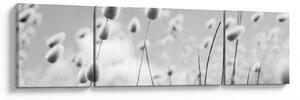 Obraz - Boho bunny tail grass (170x50 cm)