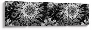 Obraz - Černobílé bodláky (170x50 cm)
