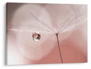 Obraz - Kapka rosy (70x50 cm)