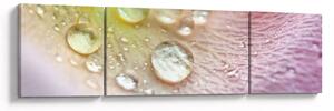 Obraz - Kapky rosy (170x50 cm)
