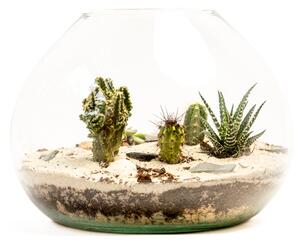 Skleněná váza LARIA, průměr 25 cm - osázené suchomilné