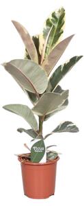 Ficus elastica Tineke, průměr 17 cm Fíkovník pryžodárný, Fíkovník, Gumovník