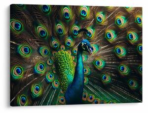 Obraz - Páv (70x50 cm)