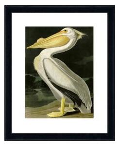Obraz American White Pelican Kler Accessories 1120437