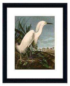 Obraz Snowy Heron or White Egret Kler Accessories 1120439