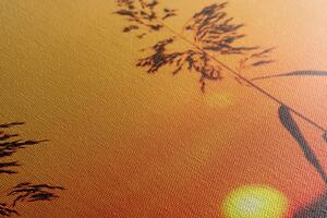 Obraz stébla trávy při západu slunce