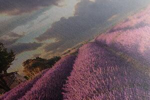 Obraz země levandulových polí