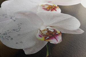 Obraz orchidej a motýl