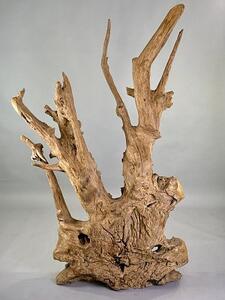 Rozvětvená přírodní skulptura z naplaveného teakového kořene – výška 168 cm