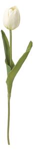 Pěnový tulipán krémový