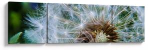 Obraz odkvetlé pampelišky (170x50 cm)