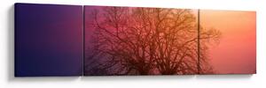 Obraz stromů v mlze (170x50 cm)