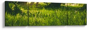 Obraz přírody - louka (170x50 cm)