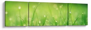 Obraz - rosa na trávě (170x50 cm)