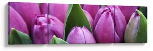 Obraz - květy tulipánů (170x50 cm)