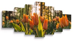 Obraz - květy tulipánů (210x100 cm)