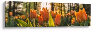 Obraz - květy tulipánů (170x50 cm)