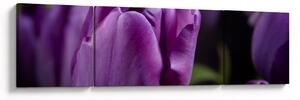 Obraz květů tulipánů (170x50 cm)