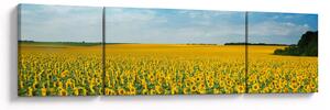 Obraz - lán slunečnic (170x50 cm)
