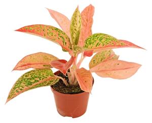 Aglaonema Prestige, průměr 9 cm Aglaonema, Spící panna