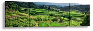 Obraz rýžových polí (170x50 cm)