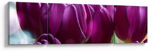 Obraz tulipánů (170x50 cm)