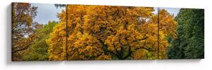 Obraz stromu (170x50 cm)