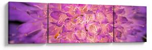 Detailní obraz květu (170x50 cm)