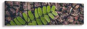 Obraz zelené rostliny (170x50 cm)