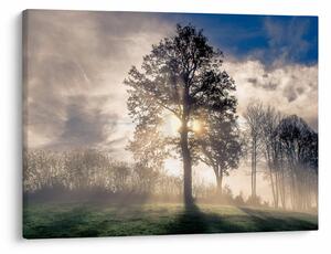 Obraz stromu v mlze (70x50 cm)