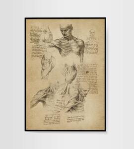 Skica anatomie - Da Vinci - 13x18