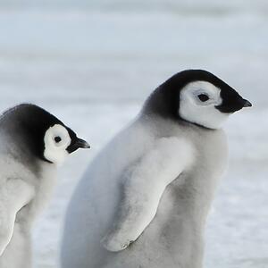 Malvis ® Tapeta Rodina tučňáků Vel. (šířka x výška): 288 x 200 cm