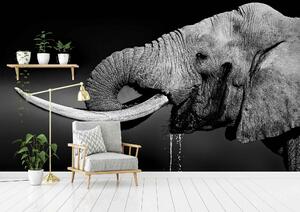 Malvis ® Tapeta Pijící slon Vel. (šířka x výška): 288 x 200 cm