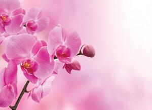 Malvis ® Tapeta Orchidej růžová Vel. (šířka x výška): 144 x 105 cm