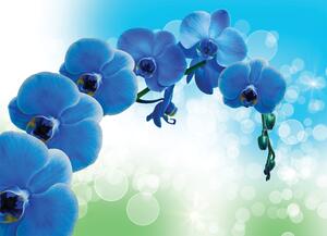 Malvis ® Tapeta Orchidej modrá Vel. (šířka x výška): 144 x 105 cm