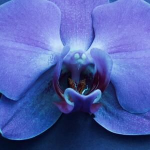 Malvis ® Tapeta Orchidej tmavá modrá Vel. (šířka x výška): 288 x 200 cm