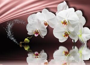 Malvis ® Tapeta Orchidej bílá Vel. (šířka x výška): 144 x 105 cm