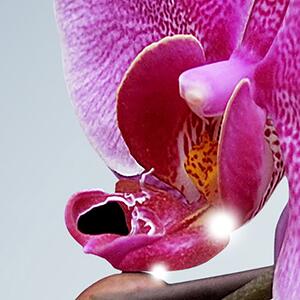 Malvis ® Tapeta Orchidej na vodě Vel. (šířka x výška): 144 x 105 cm
